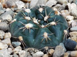 Gymnocalycium emilii TOM 144/1